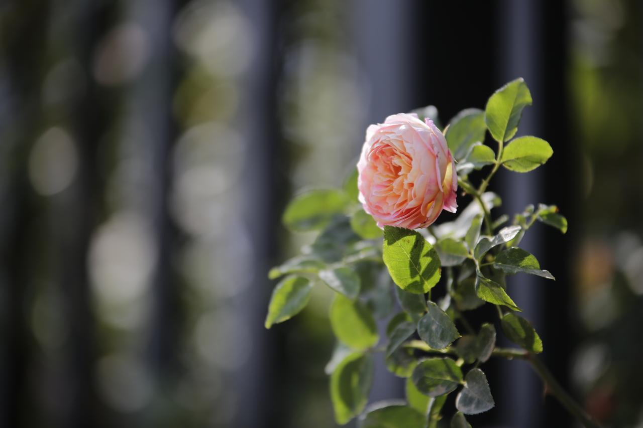 Howard Johnson Flower City Hotel Kunming Bagian luar foto